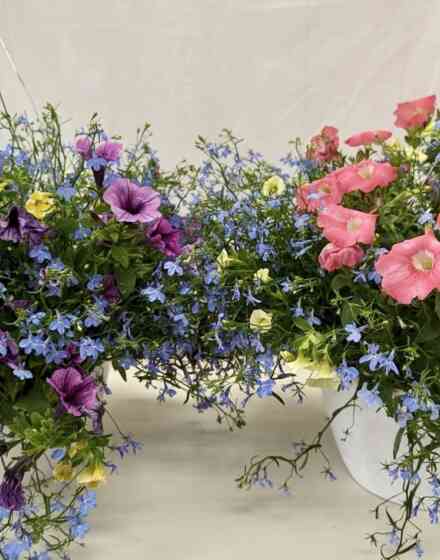 Large Hanging Baskets 2