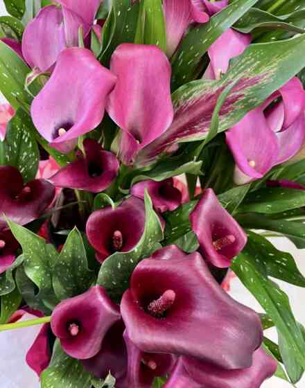 Calla Lily 2