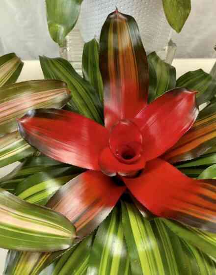 Neoregalia Bromeliad 2